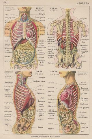 Organs, internal organs diagram, body organs location, body organs, organ human biology systems anatomical chart icon. Torso pictures | Human body, Human body anatomy, Body anatomy