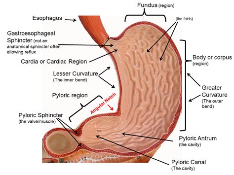 Back front internal organs internal organ system. image showing the internal structures of the stomach ...