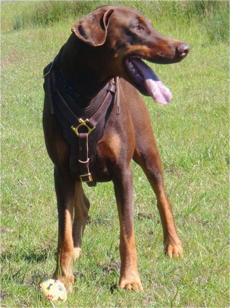 Check spelling or type a new query. gunggung: Gambar 5 Anjing Ras Doberman