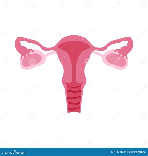 Female Reproductive System Diagram Color 1080 | The Best Porn Website