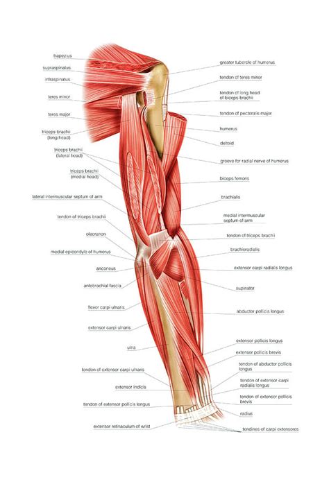 The arm muscles or, to be more precise, the muscles of the upper limb, are all those that are inserted into the bones of the upper limbs in order to give them mobility. Muscles Of Right Upper Arm Photograph by Asklepios Medical ...
