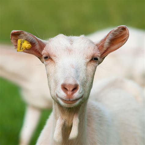 To verify this hypothesis, we sequenced and compared the cytochrome b gene of mitochondrial dna from six domestic goats and bezoar. Bien choisir son pull en cachemire | UnMec.fr