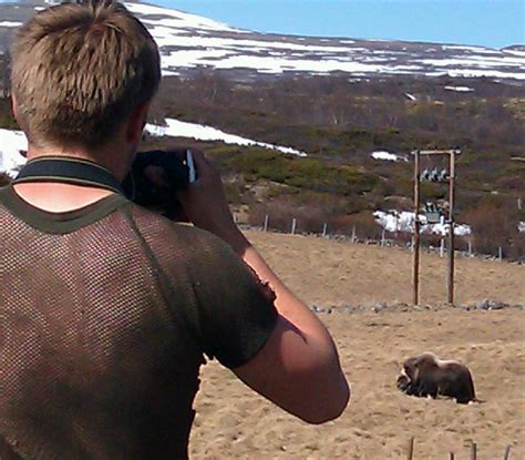 Moskusfe finnes i norge, men her er den nå en fremmedart.3. Norge på langs: moskus på nært hold over Dovre