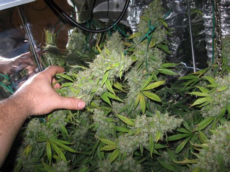 Some of the first vaporizers were actually developed for cannabis. How To Harvest Your Marijuana Plants 6 Times A Year