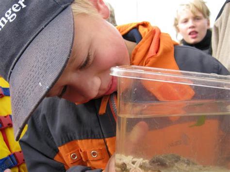 Das eine oder andere hat man sicher schon mal gehört. Nationalpark Niedersächsisches Wattenmeer - Junior Ranger