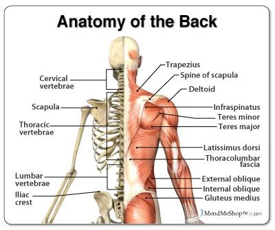 The illustration below shows some of the muscles of the upper extremity. Mid Back Injuries | Common Injuries | Physio Mechanics