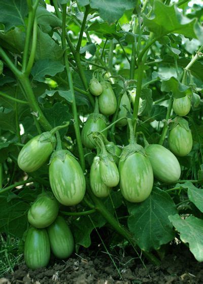 Your brinjal stock images are ready. 'Akash' Green Brinjal | Growing vegetables, Planting ...