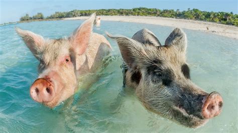 Encore un autre tube de porno amateur français, comme il y en a tellement ? Bahamas - Cette plage où l'on nage avec... des cochons | Animaux, Bahamas, Touriste