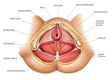Muscles Of Perineum Photograph by Asklepios Medical Atlas