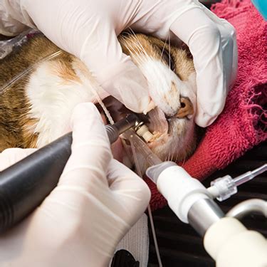 Also know, how long does it take for teeth scaling? Cat and Dog Teeth Cleaning in Oklahoma City, OK | Nichols ...