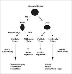Geschlechtsdetermination – Wikipedia