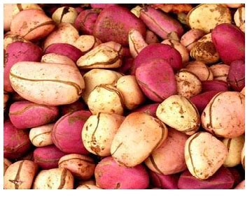 Bitter kola has a high concentration of antioxidants, which is a term for any compound that. Life and culture: KOLA NUT AND OUR CULTURE