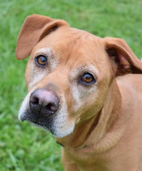 These pups are raised in beautiful lancaster country, pa. Labrador Retriever dog for Adoption in Nashville, IN. ADN ...