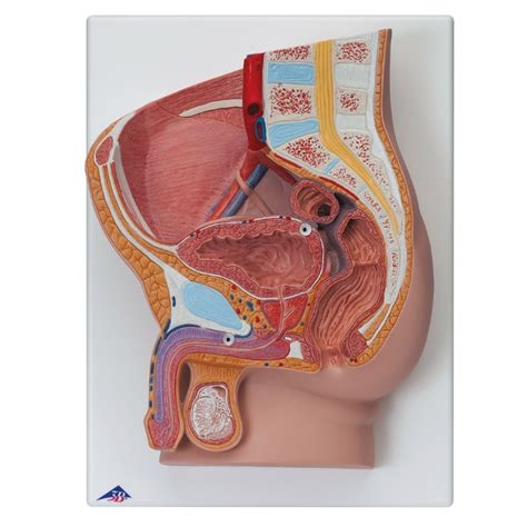 This 7 part model of the male pelvis shows in accurate detail how the bones, ligaments, vessels and nerves as well as the pelvic floor muscles and the every original 3b scientific anatomy model now includes these additional free features: Anatomical Male Pelvis Model | Male Pelvis