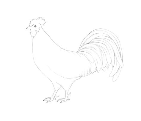 Sebenarnya sketsa merupakan suatu kerangka menggambar. Kumpulan Sketsa Ayam dan Langkah Langkah Cara Menggambar Ayam