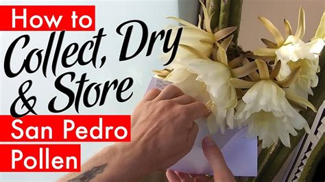 These have started in areas that have been cut i place the newly potted san pedro(other columnar cacti) in a dry place out of direct sunlight. How to Collect, Dry & Store San Pedro Cactus Pollen ...