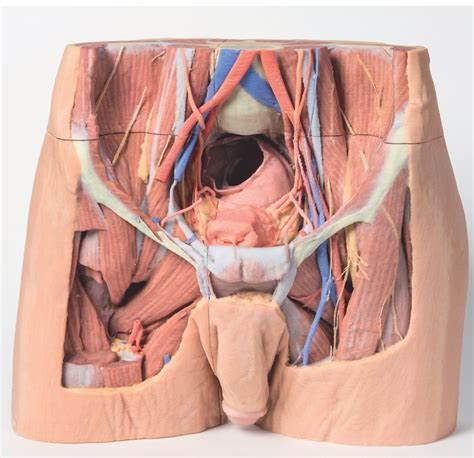 In this image, you will find rectus abdominis, external oblique, inguinal ligament, tensor fascia lata, gracilis, sartorius, rectus femoris, the iliotibial band in it. 3D Printed Male Pelvis | 3D Printed Model of Male Pelvis