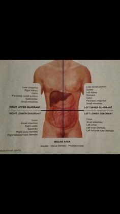 Abdominal quadrants are a way of sectioning internal organs into four regions for diagnostic, and descriptive purposes. 19 Abdominal Aorta ideas | abdominal aorta, abdominal ...