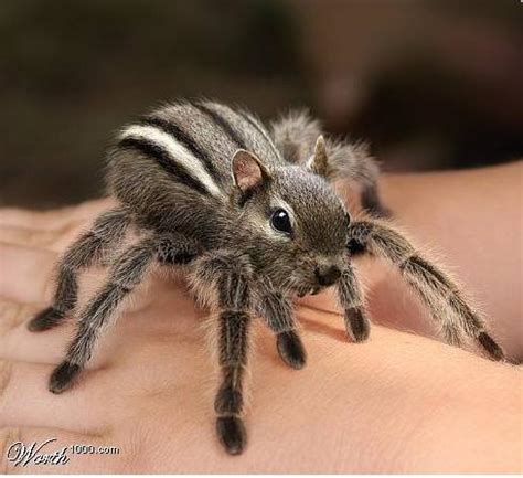 Up close with nature / getty the king baboon spider (pelinobius muticus) lives in east africa and slowly grows to 7.9 inches (20 cm). i google image'd camel spiders and i found this. I ...