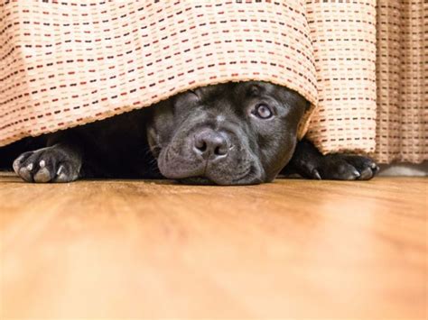 'the whole point of having an irreversible road map is to do it cautiously and that's what we are going to do. Should You Be Worried About Pet Noise Anxiety? | The Whole ...