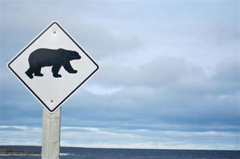 Il a ajouté une image d'ours polaire sur une image de plage. Image Ours Polaire Sur Une Plage - Pewter