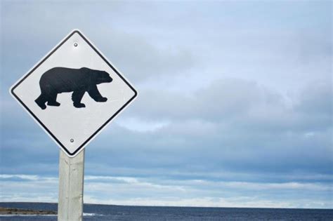 Créature majestueuse du grand nord, l'ours polaire est le plus grand carnivore terrestre au monde. Image Ours Polaire Sur Une Plage - Pewter