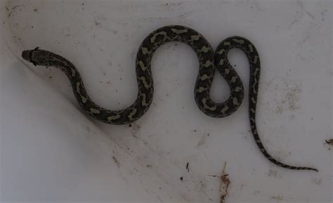 So, you're about to see a series of baby snakes and. The Barefoot Gardener: Baby Snakes!