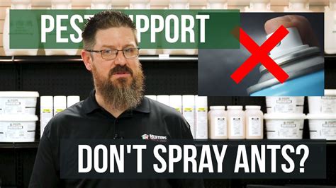 Ants in your home or business? Why Does Spraying Ants Not Work? | Pest Support - YouTube