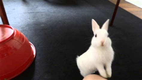 How to house train a rabbit. How to train a bunny - YouTube
