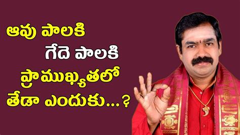 All three symbolise prosperity and goodness, sheep milk also symbolises prosperity and goodness but to a between the milk these animals provide as a food staple and the meat that is consumed by billions of people on. ఆవు పాలకి,గేదె పాలకి ప్రాముఖ్యతలో తేడా ఎందుకు | Difference ...