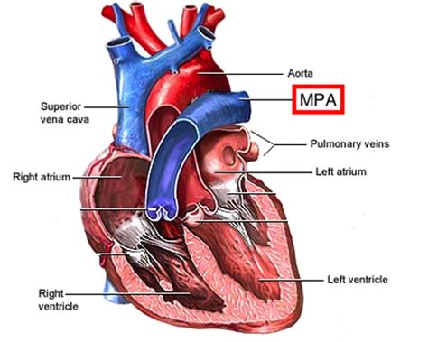 Kids use newsela answers to complete articles promptly. Blood Vessel Anatomy Quiz