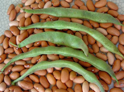 Edenbrothers.com offers hundreds of seed varieties, including the finest and freshest vegetable and herb seeds anywhere. Romano 14 Bush Snap Bean, bulk size: 1/2 lb : Southern ...