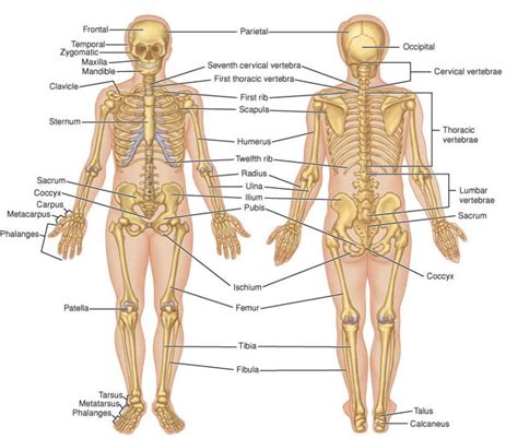 Sistem rangka manusia adalah sistem organ yang secara umum, sistem rangka manusia dibagi menjadi dua bagian yaitu rangka aksial dan tulang hyoid adalah tulang berbentuk u di pangkal rahang yang menghubungkan antara otot dan ligamen di leher. Anomalibio: Pernah Membayangkan Rasanya Menjadi Patung Hidup?