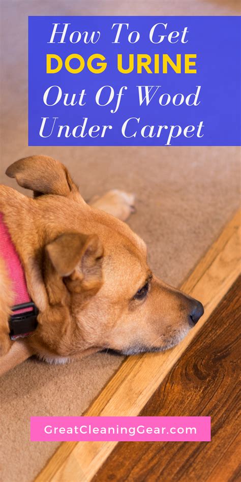 With a few common household products, you can get bad smells out of your carpet. How to Get Dog Urine Out of Wood Under Carpet | Dog urine ...