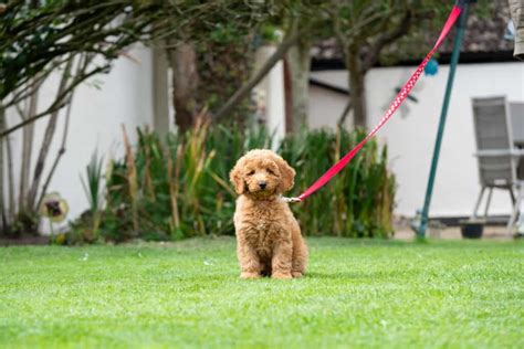 But i promise it gets easier. Potty Training a Poodle Puppy: A Helpful Guide With Videos ...