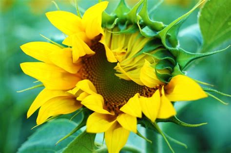 Sunflowers do like a lot of water and thrive when given a regular daily watering. Sunflower Going to Sleep