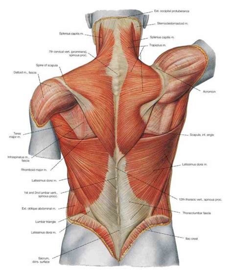 When you feel lower back pain, it's because your stabilizers take a break and your movers overwork. back Lower Back Muscle Anatomy muscles anatomy of hip and ...