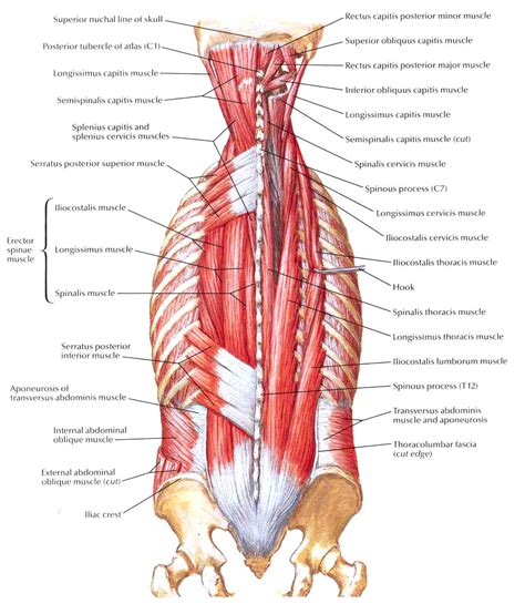 Get great deals on ebay! back muscles anatomy massage - ModernHeal.com