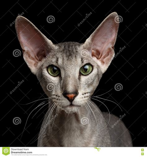 Die sphynx katze besitzt viele markante körpermerkmale. Katze Peterbald Sphynx Auf Schwarzem Hintergrund Stockfoto ...