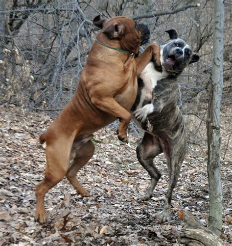 Check spelling or type a new query. African Boerboel Rescue | Top Dog Information