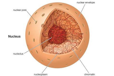 They have a distinct nucleus with all cellular organelles. What Is the Nucleus? | Animal cell, Animal cell project ...