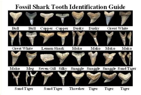 In fact, odon is a root word that means tooth. fossil shark tooth identification guide | Shark teeth ...