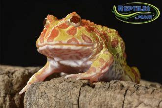 Pacman frogs aren't as active as their arcade namesake, but they do have special requirements as pets. Pacman Frog Care Sheet - Reptiles by Mack