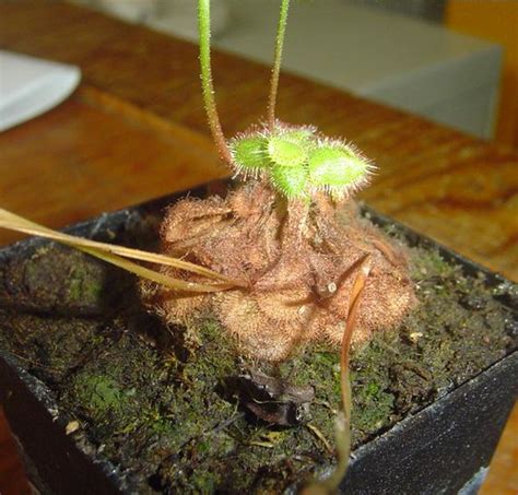 I have trust in that vendor, but i'll keep. Drosera spatulata | One of my producing droseras. The ...