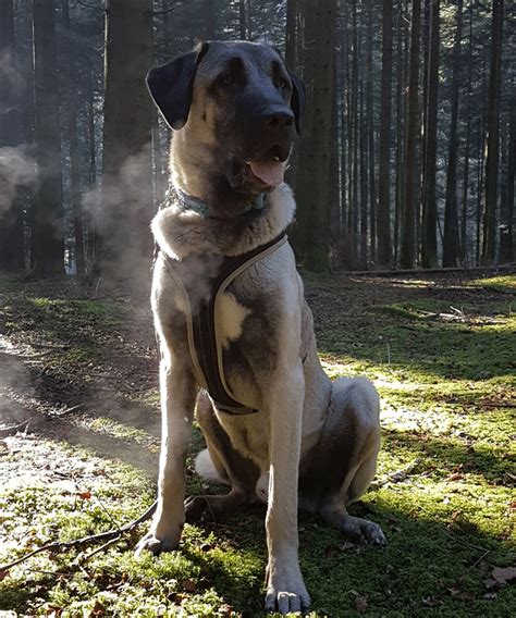 Kangal jung hier verkaufe ich mein wach hund.er ist 2 jahre alt und ist nicht kastriert. Kangal | Hunde