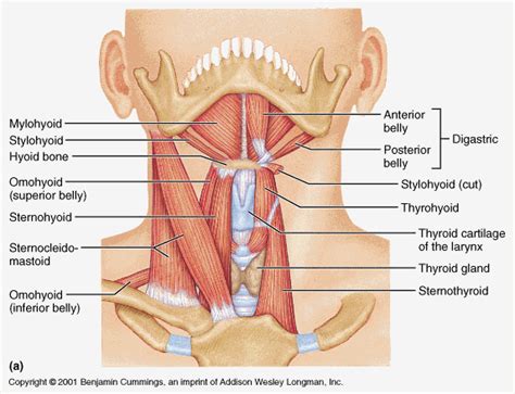 Learn this topic fast with head and neck muscle anatomy reference charts. Anterior Neck Muscles | Neck muscle anatomy, Skeletal muscle