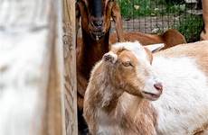 petting goats zoo dierentuin wachten geitjes