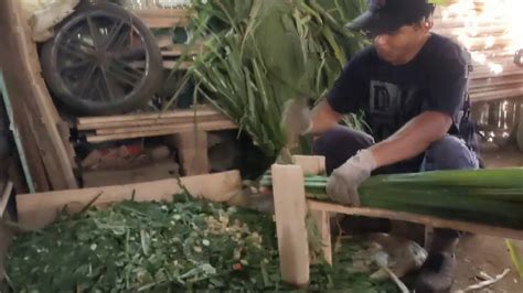 Ada berbagai jenis mesin potong rumput, mulai dari mesin pemotong rumput dorong, mesin potong rumput listrik, atau juga mesin potong mesin potong rumput listrik ini menggunakan senar sebagai alat pemotongnya. Cacah rumput untuk pakan sapi dengan alat sederhana - YouTube