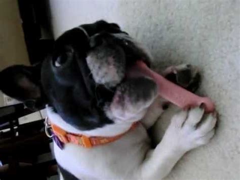 However, both of hanna's dogs came from show breeders; French Bulldog Snorting and Teething - YouTube