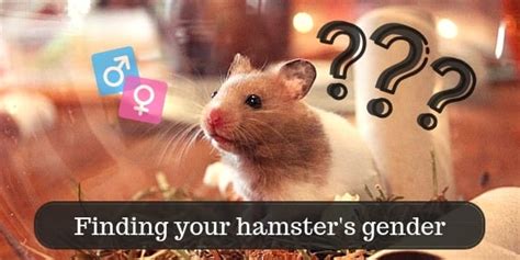 Clean the toilet area daily; Hamster Facts Sheet / Hamster Facts And Information For ...